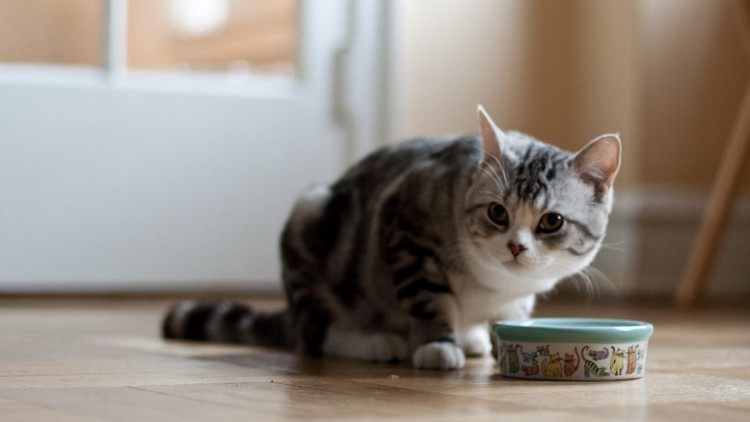 猫挑食不吃猫粮怎么纠正做到这几点轻松解决猫咪挑食