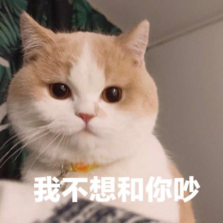 猫咪有这几个睡姿说明它根本不爱你