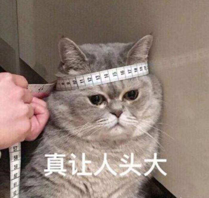 宠物猫拉软便是怎么回事？