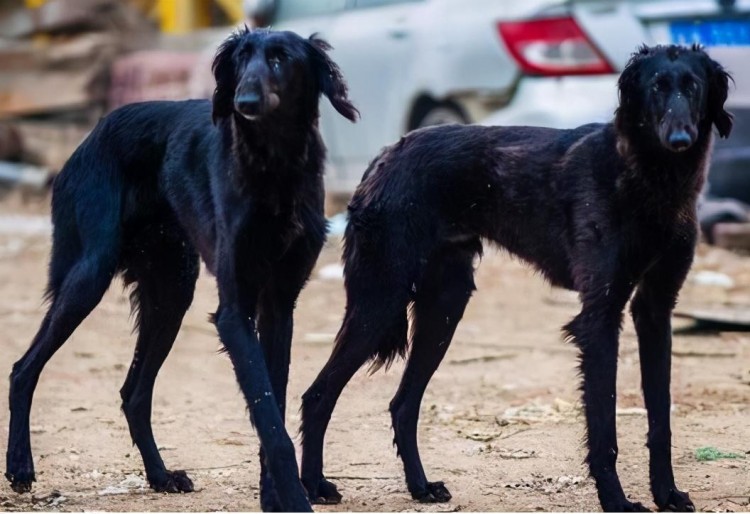 国内最出色的几种猎犬养到就是赚到