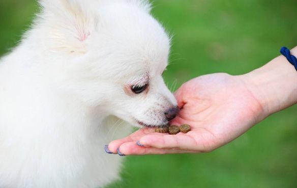 狗狗挑食不吃狗粮怎么办这5招帮你轻松解决