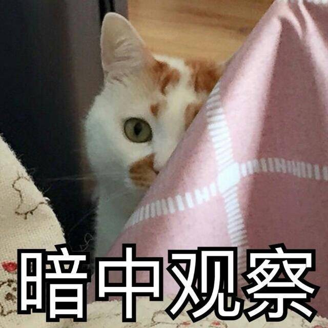 猫饮食篇：喂食方式不对，不要让你的无知伤害到猫