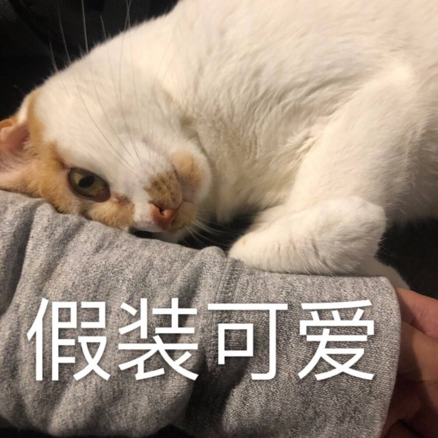 猫咪“依赖”你，会有这些行为，你可能不知道！