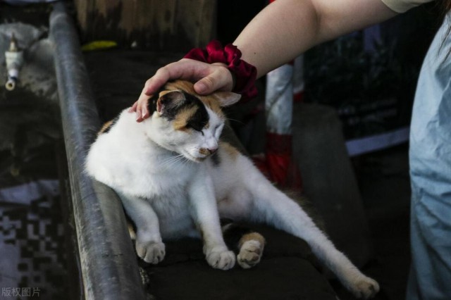 流浪猫认主的表现有哪些，我们应该如何回应流浪猫